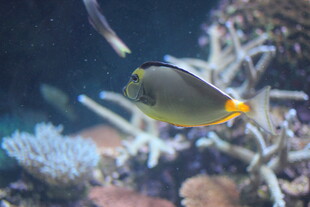 热带海洋中的美丽小鱼