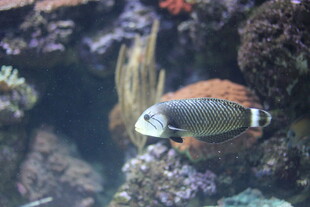 水族馆中游动的彩色小鱼