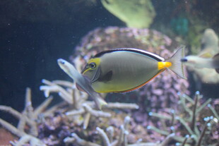 热带海洋中的美丽刺尾鱼