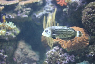 水族馆中的多彩鱼类