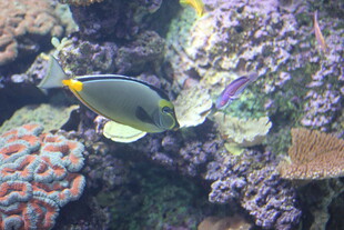 海底多彩鱼类与珊瑚景观