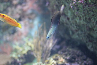 水中游鱼 灵动海底世界