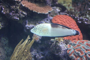 海洋中的美丽热带观赏鱼