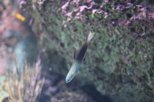 岩石旁游动的小鱼