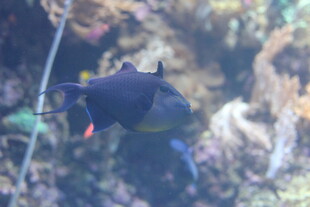 水中游弋的黑色观赏鱼