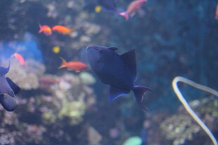 水族馆中游动的美丽鱼类