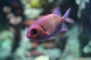 美丽紫眼观赏鱼特写