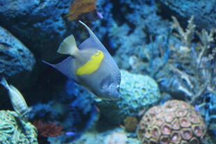 热带鱼在珊瑚礁间游动