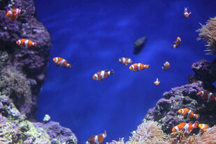 海底珊瑚丛中的小丑鱼