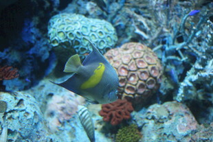 海底美丽鱼群与多彩珊瑚