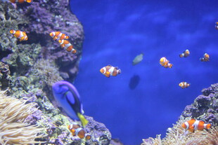 海底多彩鱼类与珊瑚景观