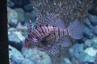 水中的条纹狮子鱼