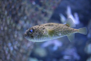 水中游动的斑点河豚