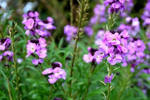 紫色小花绽放美丽瞬间