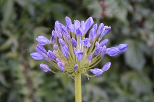 紫色绽放的优雅百子莲