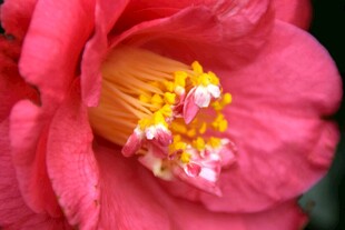 娇艳粉色山茶花特写
