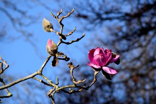 枝头绽放的娇艳紫玉兰