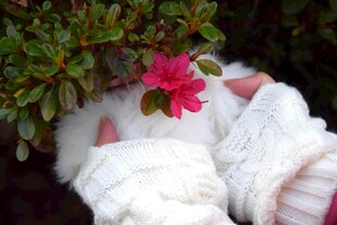 手戴白手套轻抚娇艳红花