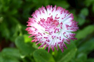 粉白相间的美丽花朵