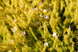 金黄花丛中的白色小花