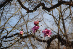 枝头绽放的娇艳粉色花朵