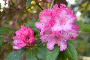 娇艳粉色杜鹃花绽放