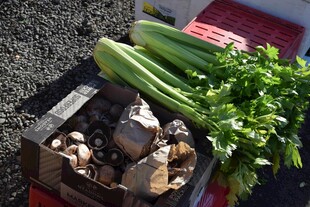 新鲜蔬菜与食材摆放