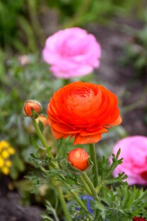 娇艳花毛茛绽放于绿野