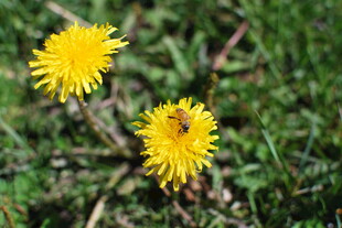 草地上的两朵黄色蒲公英
