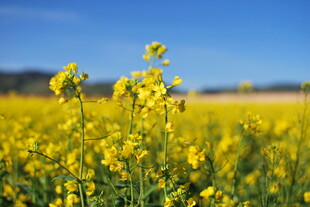 金黄油菜花田 春日美景