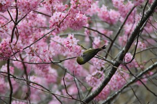 枝头繁花间的小鸟