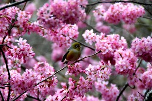 粉花枝头小鸟俏立
