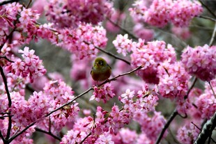 樱花枝上的小鸟