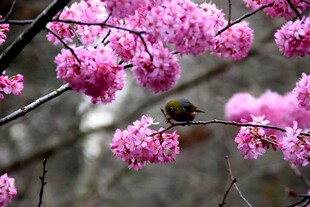 粉花枝头小鸟悠然