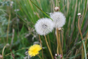 草地上的蒲公英与黄花