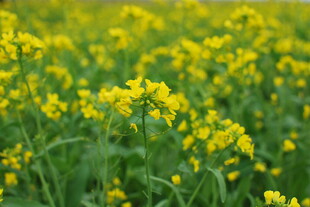 金黄油菜花田绽放生机