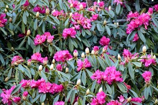 盛开的粉色杜鹃花