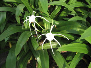 白色蜘蛛状花朵绽放绿叶间