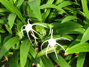 奇特白色蜘蛛兰花