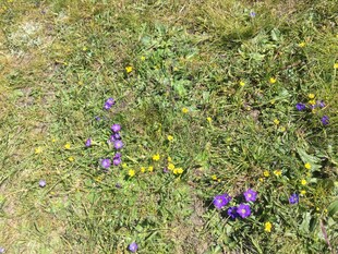 草地上的紫色与黄色小花