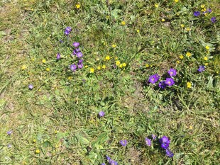 草地上的紫色与黄色小花