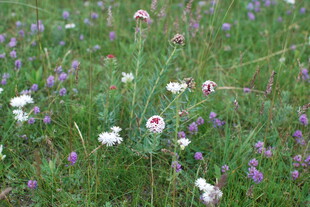 野花盛开的绿色草地