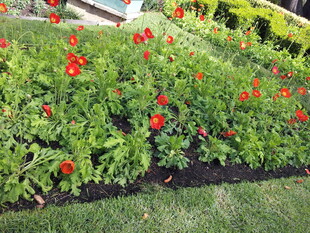 鲜艳花丛装点绿意草坪