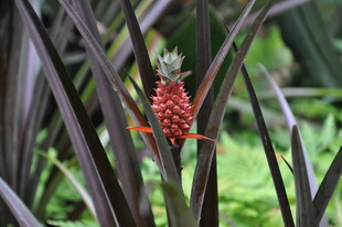 红珊瑚凤梨绽放于绿叶间