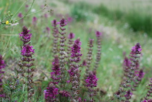 紫色花丛中的美丽植物