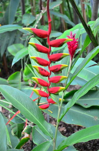 红色蝎尾蕉绽放于绿叶间