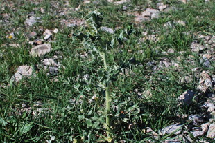 野外生长的绿色植物