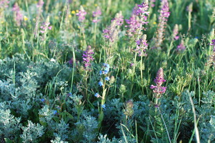 紫色野花绽放的美丽草地