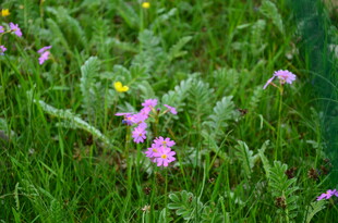草丛中的绚烂野花