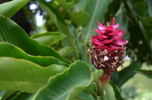 艳丽红姜花与翠绿叶片